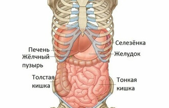 Органы в правом боку под ребрами