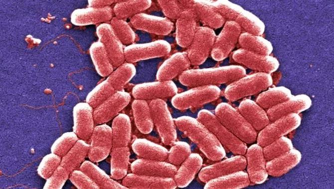 Кишечная палочка (escherichia coli) симптомы, в моче, лечение